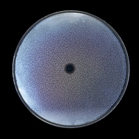 Myopia Control DOT Lens for Kids